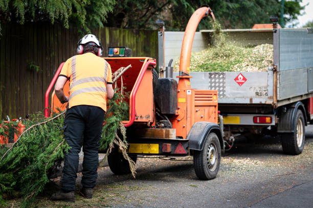  , USA Tree Removal Pros